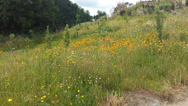 Plantings 9. Cambridge Tree Trust.